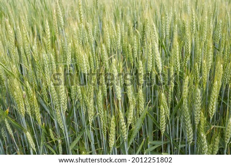 Triticum aestivum agricultural field in early summer Royalty-Free Stock Photo #2012251802