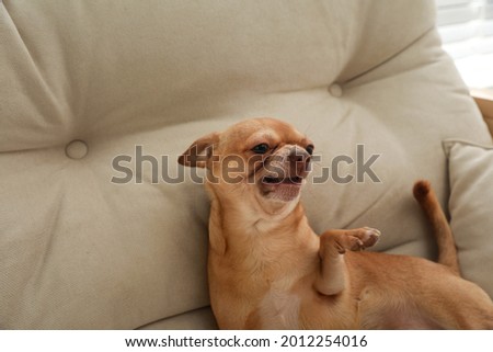 Aggressive small Chihuahua dog on sofa indoors