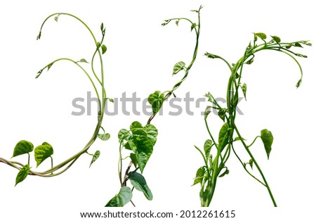 vine plant climbing isolated on white background. Clipping path Royalty-Free Stock Photo #2012261615