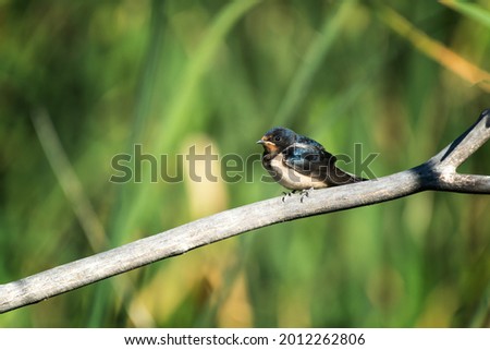 Barn Swallow perched on a branch in a creek