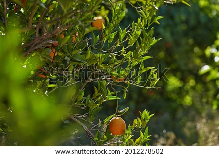 Beautiful bright orange tree on sunny day. Tropical weather. Vacation concept. Copy space. High quality photo