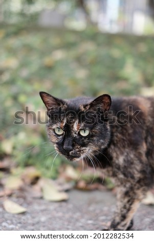 Closeup of a wild black cat with bright yellow eyes walking in green field. 