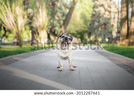 Happy cute dog. Old pug breed  sitting on green grass in garden. Old dog concept. Senior dog