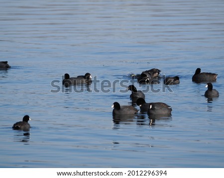 Migrating Coots on Lake Lansing Haslett, Mi USA
