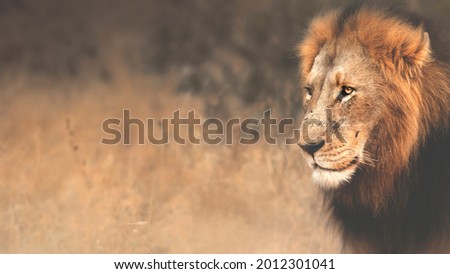 Lion in the wild savannah Royalty-Free Stock Photo #2012301041