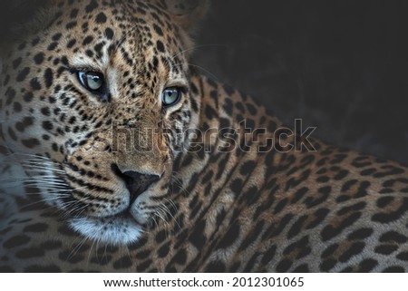 Leopard face and side profile with blue eyes