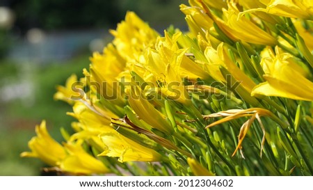 Natural yellow-green floral background of yellow lilies with selective focus in the botanical garden, frontal view, large format