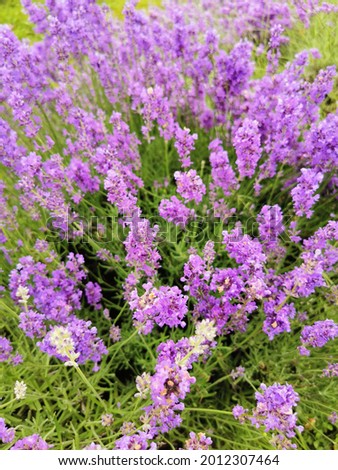 Purple lavender in a field.