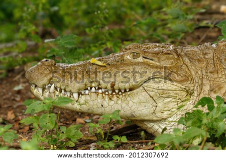 Large Crocodile head with sharp teeth isolated