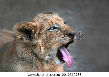 Lion cub yawning early morning