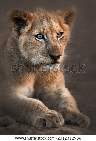 Lion cub sitting down and relaxing