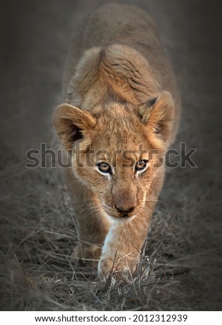 Lion cub moving early morning