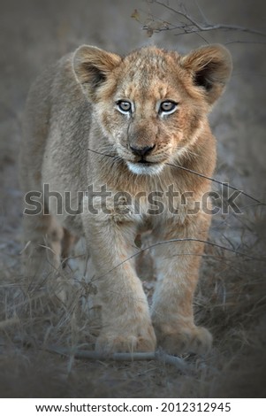 Lion cub standing up and looking