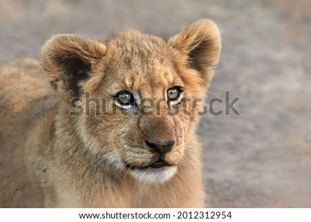 Lion cub portrait in golden light