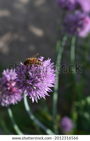 A bee is sitting on a flower of a decorative lilac-colored onion.