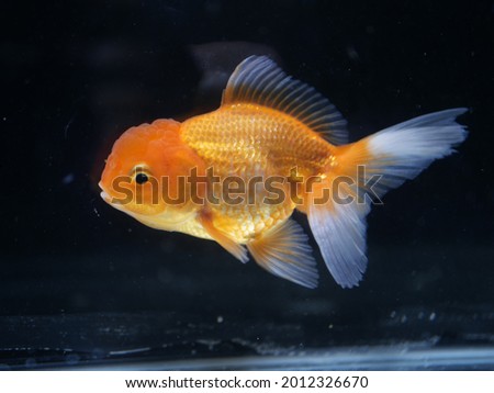 Goldfish swim beautifully in the water, the aquarium tank landscape looks very amazing, the water is clear and the decoration is beautiful