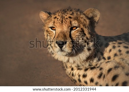 Cheetah head and relaxing in the early morning light