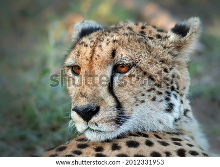 Cheetah portrait with her amber eyes