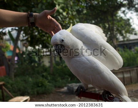playing with white parrot suitable for background