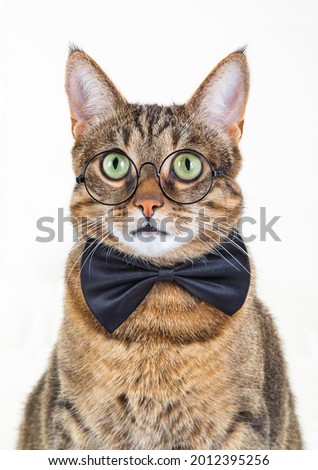 A beatutiful cat with round glasses and a black bow tie
