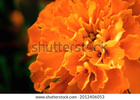 Close up of soft focused orange marigold flower (Tagetes erecta, African, Mexican, Aztec marigold) on dark background with copy space. Summer and fall colors. Luxury minimal floral design. Macro photo