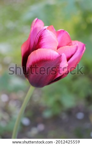 Dark maroon and salmon color Triumph Tulips Muvota flower in a garden in May 2021. Idea for postcards, greetings, invitations, posters and Birthday decoration, background