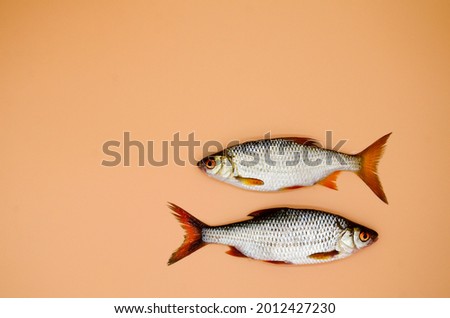 Two fish river roach on orange background. Concept of kitchen, food preparation, shop windows, market. Fishing concept.