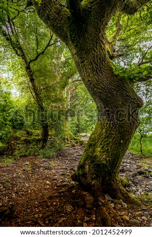 Trees growing in the woodland on the shores of Loch Lomond in Scotland