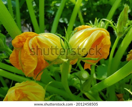 A pair of yellow closed twisted "dancing" buds of zucchini flowers (Cucurbita pepo) in the sun in the center of a bush between green stems against the background of a summer garden (side view).