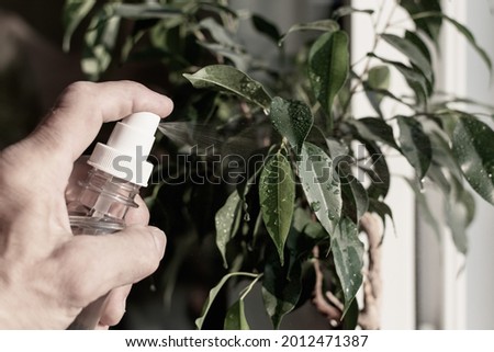  An adult man waters the flowers,sprays them with water