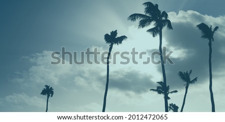 Silhouettes of palm trees are under cloudy sky. Blue toned photo background