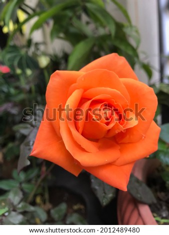 Beautiful orange rose in garden