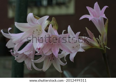 Image of pink and white flowers