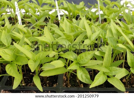 Pepper plants in a greenhouse