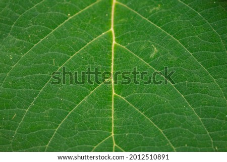 Close up green leaves of French hydrangea in the garden with selective focus, Leaf of Hydrangea macrophylla, A species of flowering plant in the family Hydrangeaceae, Nature pattern texture background