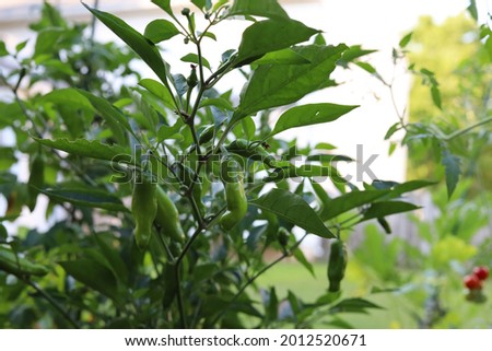 Ripe Pepperoncini Growing on Plant Stem in Outdoor Garden Royalty-Free Stock Photo #2012520671