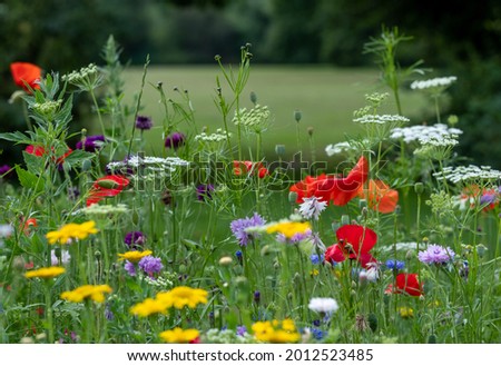Variety of colourful wild flowers including corn marigold and poppies growing in the grass in Pinn Meadows conservation area, Eastcote, Hillingdon, in the London suburbs, UK.  Royalty-Free Stock Photo #2012523485