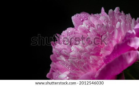 The peony or Paeony is a flowering plant in the genus Paeonia, the only genus in the Paeoniaceae family. Ancient Chinese texts mention that the peony was used to flavor food.