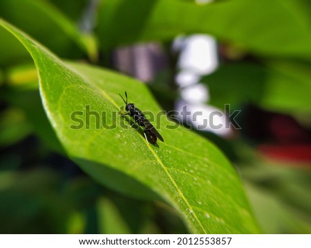 The macro photography of black soldier fly looking for food on the leaf. Royalty-Free Stock Photo #2012553857