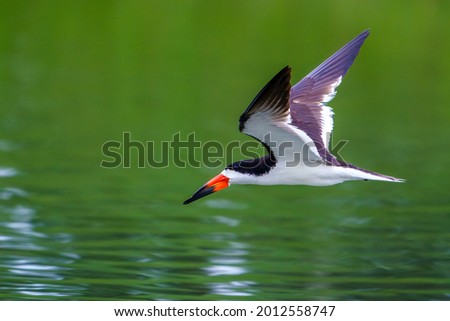 Black Skimmer just after dawn hunting for food. Royalty-Free Stock Photo #2012558747