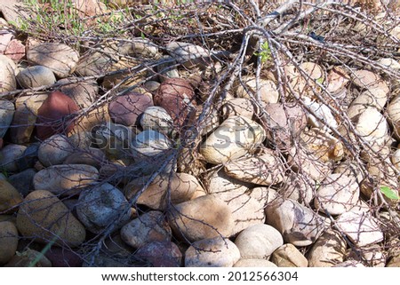 A dead plant roots with stone in the garden