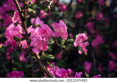Delicate pink flowers of the Altai maralnik, close-up, blurred background. Flowering shrub, cherry, almond. Plants background, postcard, space for text.