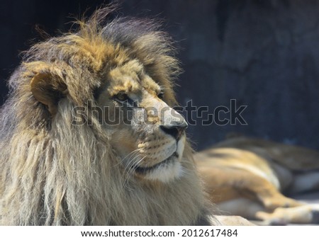 Male Lion is looking at something. Head part of the body.
