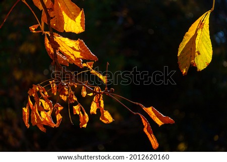 A yellow autumn leaf is being held against the sun. Translucent golden texture. The golden leaf blocks the sun.