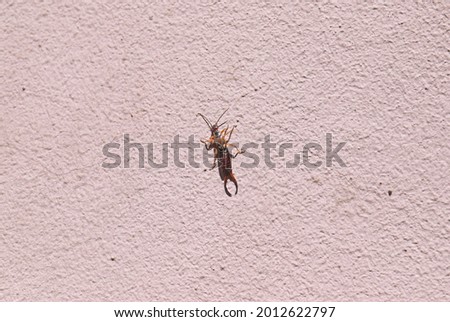 Forficula auricularia (European earwig) on the pink wall of a city building. Male of Forficula auricularia (European earwig), a species of earwig in the family Forficulidae. Outdoor close shot