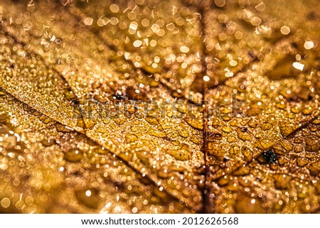 Dew drops on an autumn fallen leaf, shimmering in the sun, shot in close-up with bokeh. Abstract macro autumn background.