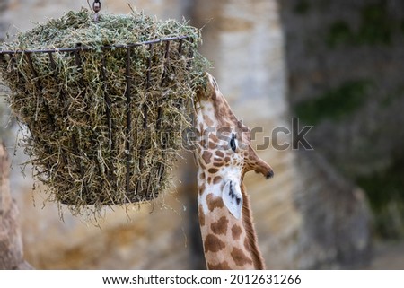 A giraffe eaten dry grass