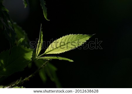 Green leaves​ lit by​ sunlight​ It's​ a​ beautiful picture of nature 