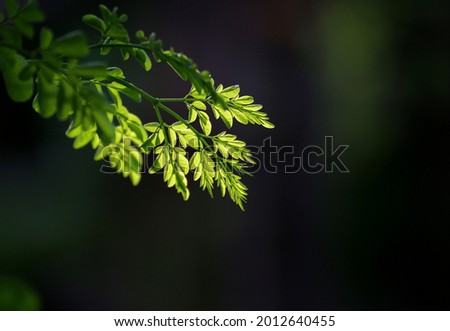 Green leaves​ lit by​ sunlight It's​ a​ beautiful picture of nature 
