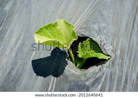 Young plant sprouting through the hole of protective plastic. Sprout Santa Claus melon or Piel de Sapo melon cultivation